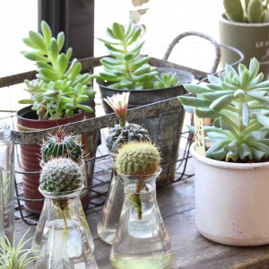 その他多肉植物 HAZAN 多肉植物 セイテン 105株セット 品番AB0181 – 花のパッセージ